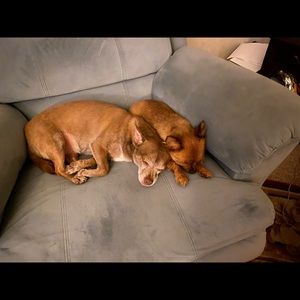 Meet your Posher, Susan